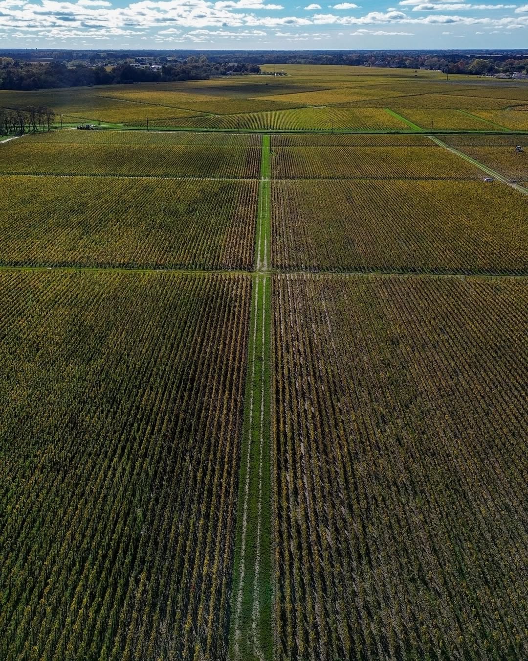 Vista aérea de los viñedos de Margaux