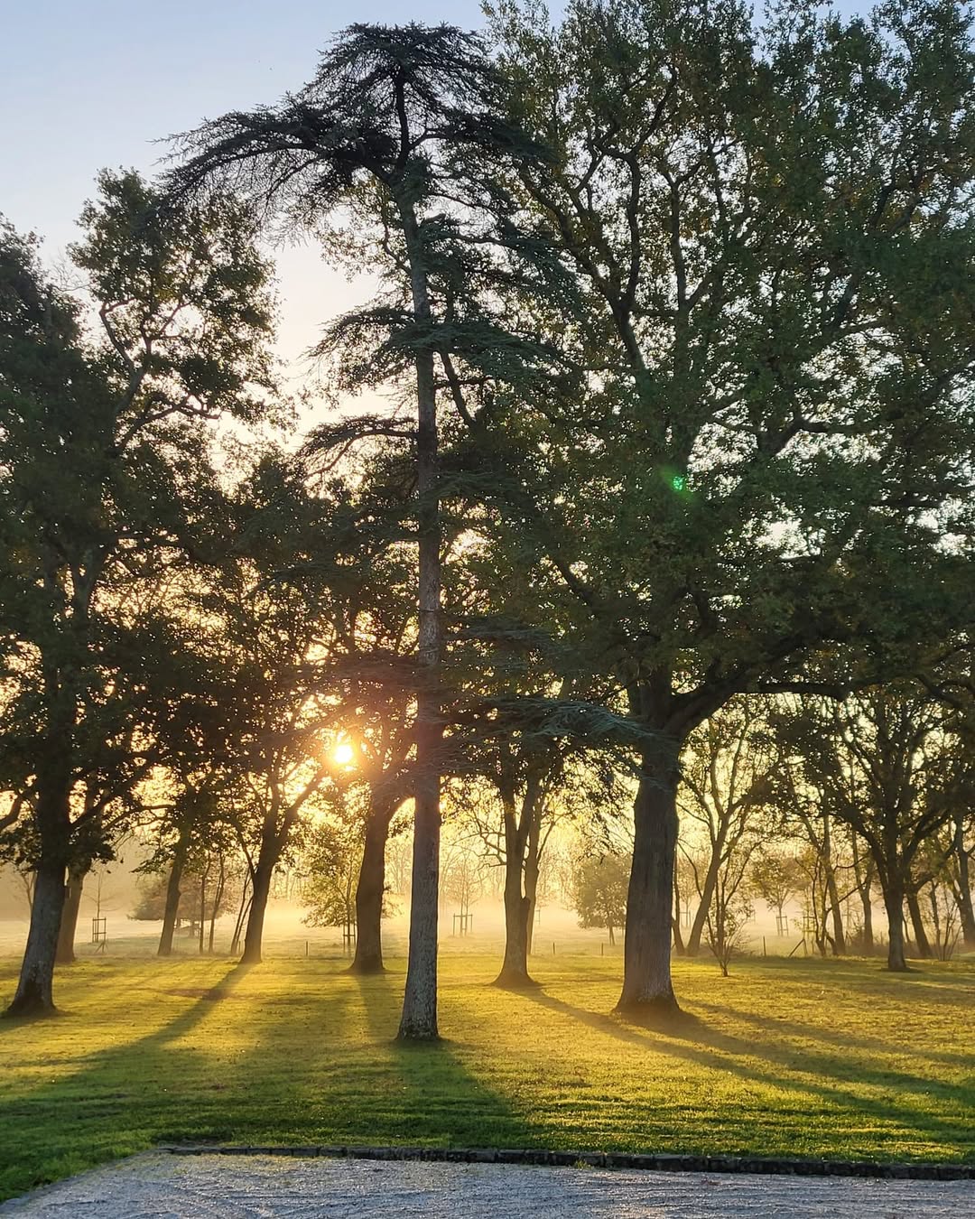 Niebla al amanecer en Sauternes