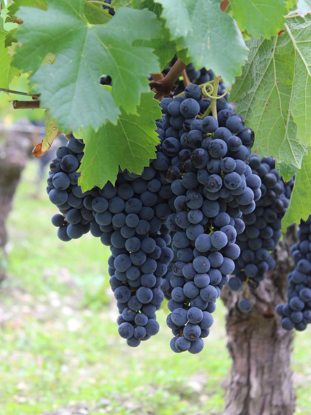 Racimos de Cabernet Sauvignon en Margaux